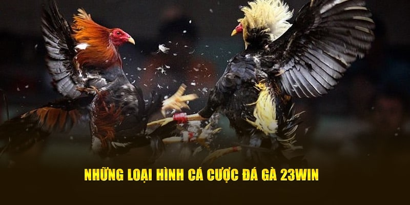 Thể loại đá gà tại 23Win đa dạng hoá giúp lựa chọn dễ dàng