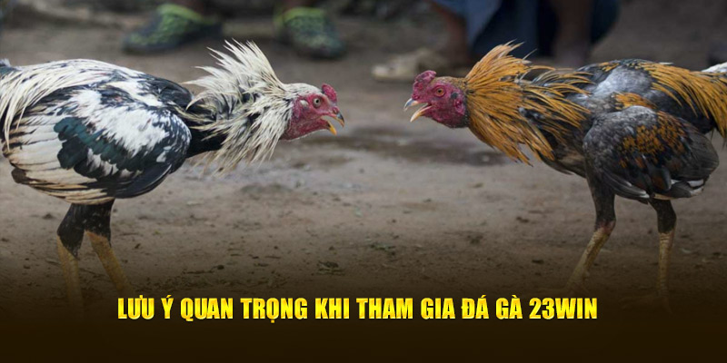 Lưu ý quan trọng giúp tham gia đá gà hiệu quả nhất